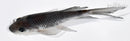 4.75" SORAGOI BUTTERFLY