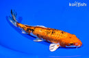 7.25" GINRIN YAMATO NISHIKI