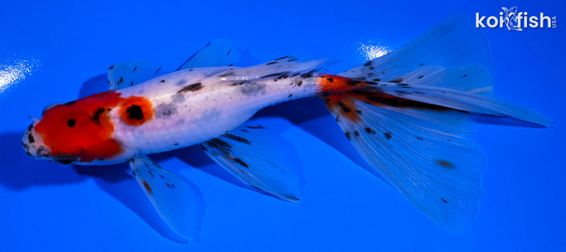 6" CALICO WATONAI GOLDFISH