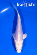 4.5" LEATHER PLATINUM OGON