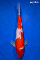 14" KOHAKU