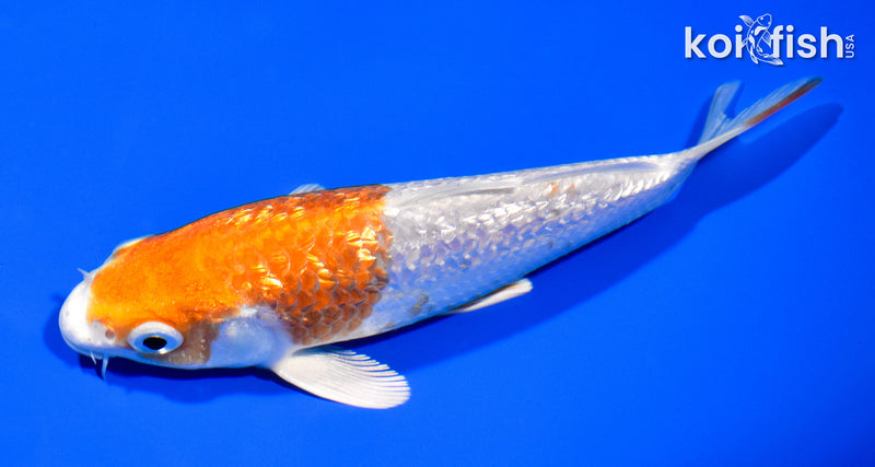 5.75" GINRIN HARIWAKE