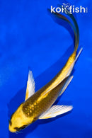 5" KI MATSUBA BUTTERFLY