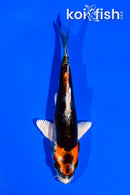 4.5" BENI KIKOKURYU