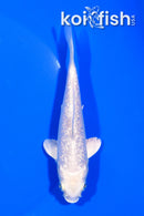 4.75" GINRIN PLATINUM OGON