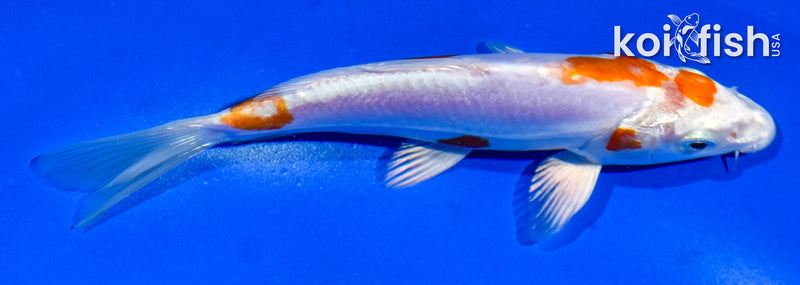 5.5" KIKUSUI