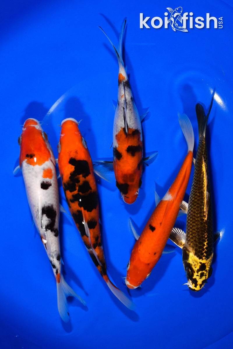 PACK OF (5) 5.5"-5.75" STANDARD KOI