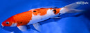 10.75" SANKE
