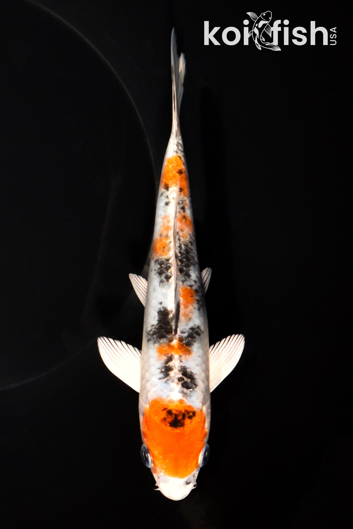 fishさまの専用品です 6.5