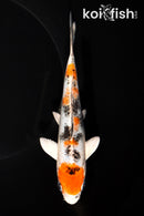 6.5" YAMATO NISHIKI