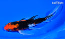 7.25" AKA SANKE BUTTERFLY
