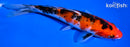 6.5" SANKE