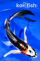 8.25" BENI KIKOKURYU BUTTERFLY