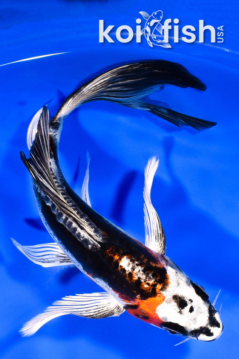 8.25" BENI KIKOKURYU BUTTERFLY
