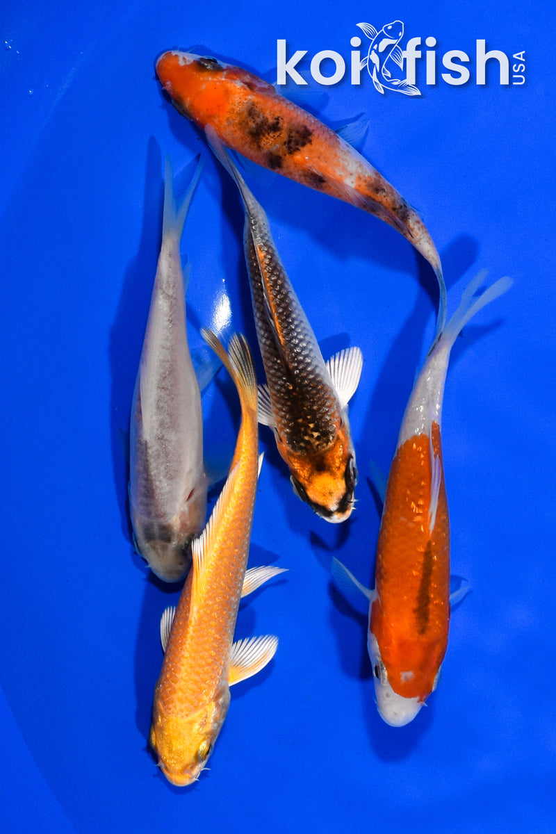 PACK OF (5) 3.5"- 4" STANDARD KOI