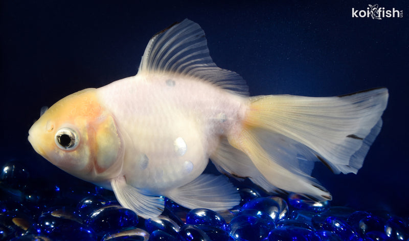 6.25" ORANDA GOLDFISH