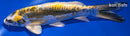 7.25" KIN KIKOKURYU
