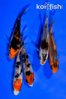 PACK OF (5) 3.75" STANDARD KOI
