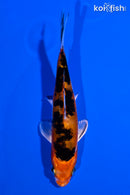 4.5" LEATHER HEISEI NISHIKI