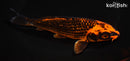 6.25" KIN ORENJI MATSUBA