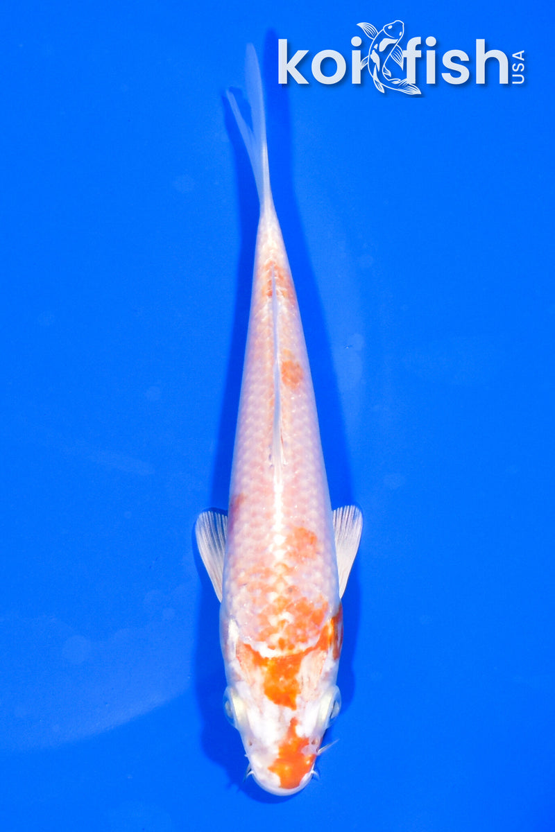 5.5" HARIWAKE