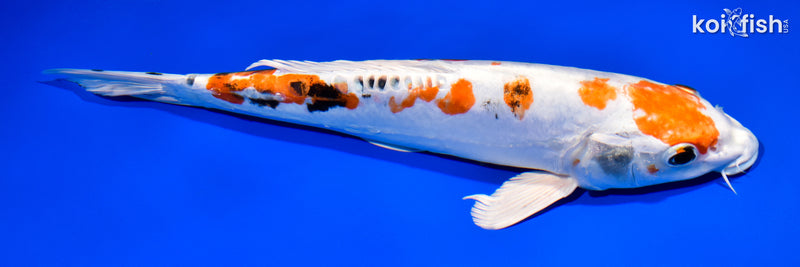 12.25" HEISEI NISHIKI