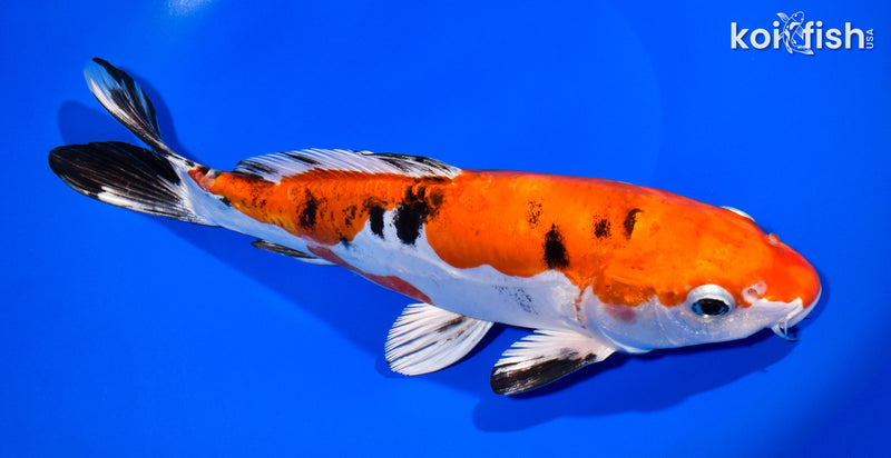 10.5" HEISEI NISHIKI