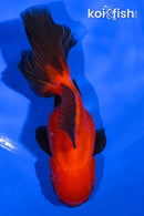 5" ORANDA GOLDFISH