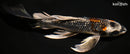 9.5" GINRIN BENI GINGA BUTTERFLY
