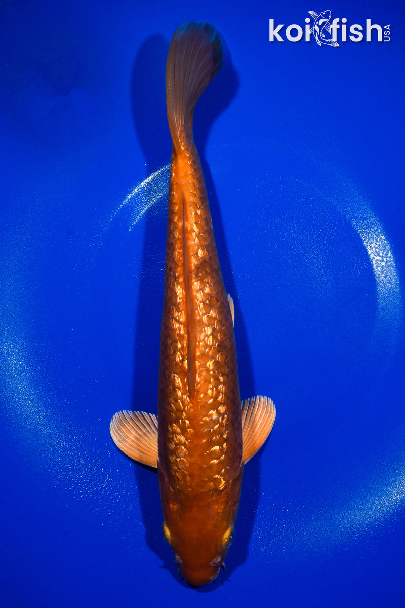 12.5" GINRIN CHAGOI
