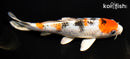 6.5" YAMATO NISHIKI
