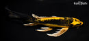 9.25" KI KIKOKURYU BUTTERFLY