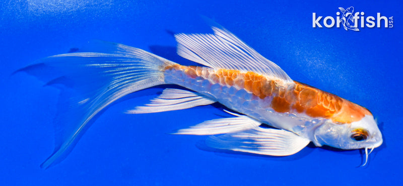5" ARAGOKE HEISEI NISHIKI BUTTERFLY