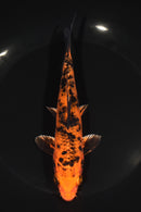 6.75" ORENJI MATSUBA