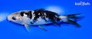 5.5" GINRIN SHIRO BEKKO
