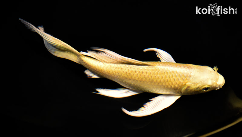 8.5" YAMABUKI OGON BUTTERFLY