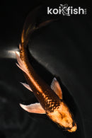5" KIN ORENJI MATSUBA BUTTERFLY