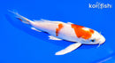 6.75" HARIWAKE BUTTERFLY