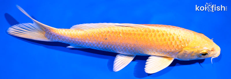 7.25" YAMABUKI OGON