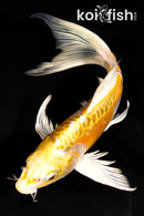 9.75" ARAGOKE YAMABUKI OGON BUTTERFLY