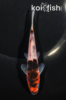 5.25" GOROMO