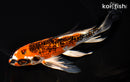7.5" GINRIN KUJAKU BUTTERFLY