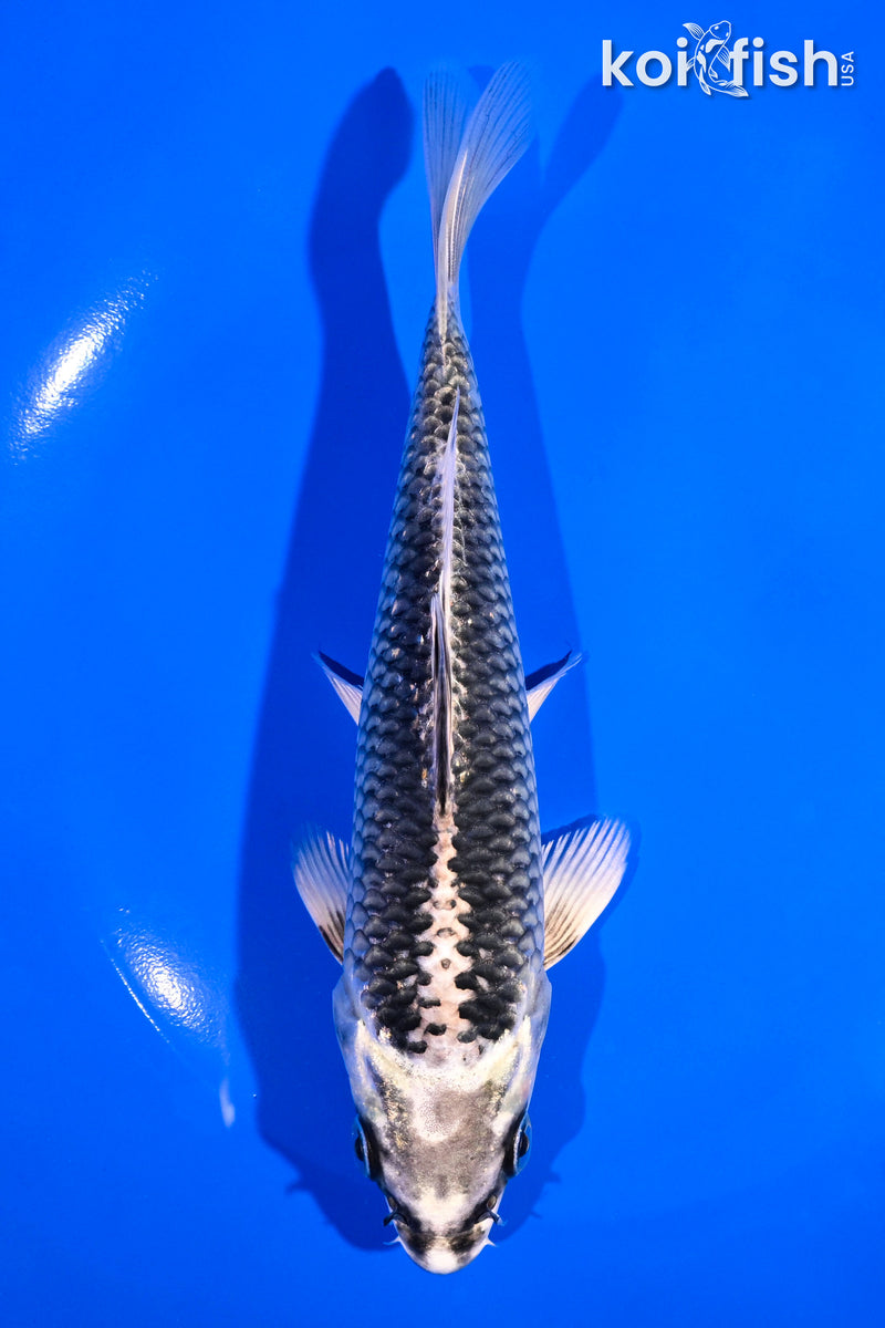6.5" GINGA