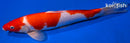 14" KOHAKU