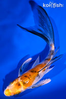 5.25" YAMATO NISHIKI BUTTERFLY