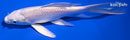 5.5" PLATINUM OGON BUTTERFLY