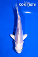 4" DOITSU PLATINUM OGON