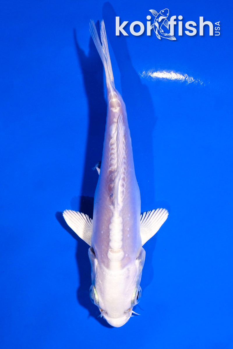 4" DOITSU PLATINUM OGON