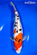 12.75" GINRIN SANKE