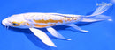 7.75" DOITSU LEMON HARIWAKE BUTTERFLY